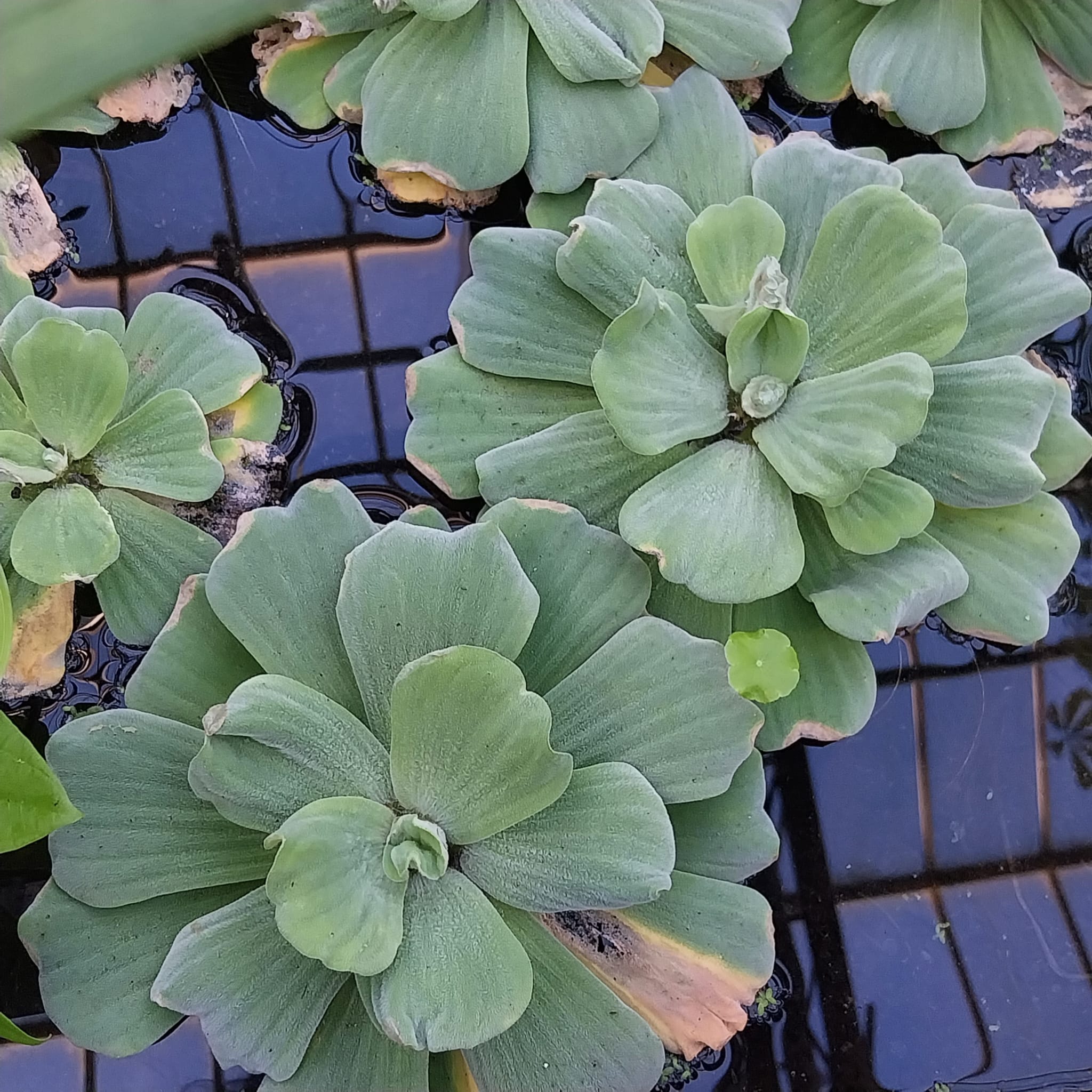 Foto van Tropische Plant 2